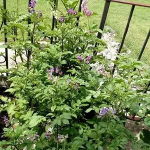 Organic True Potato Seeds - 50 Count Purple, Red, Yellow Color Mix - Vegetable Seeds - Image 6