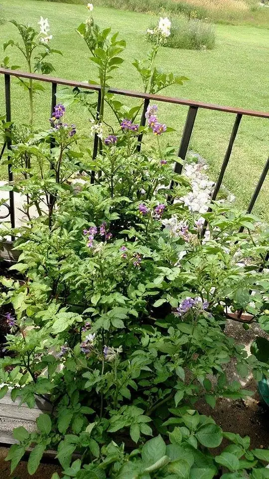 Organic True Potato Seeds - 50 Count Purple, Red, Yellow Color Mix - Vegetable Seeds - Image 6