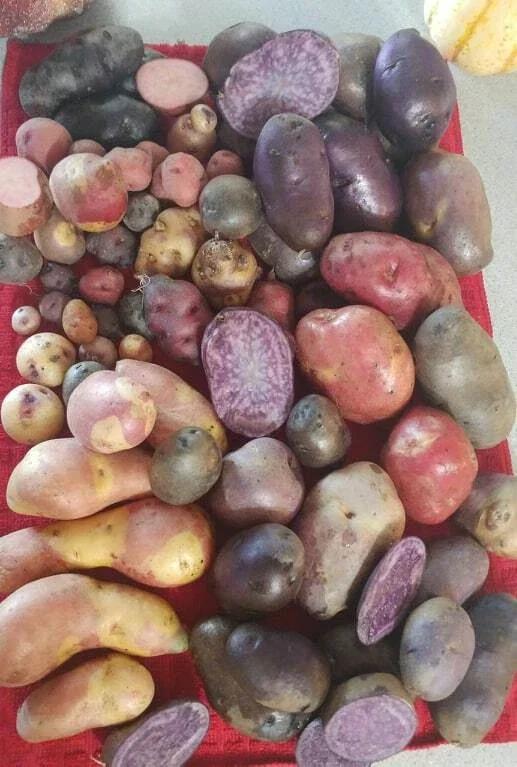 Organic True Potato Seeds - 50 Count Purple, Red, Yellow Color Mix - Vegetable Seeds - Image 1