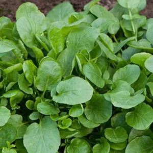 Organic Upland Cress Seeds - Early Cress, Greasy Greens - 1000+ Seeds - Edible Herb - Image 1