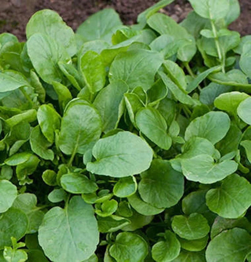 Organic Upland Cress Seeds - Early Cress, Greasy Greens - 1000+ Seeds - Edible Herb - Image 1