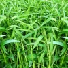 Organic Water Spinach Seeds - 100+ NON-GMO Rau Muong On Choy White Vegetable - Image 1
