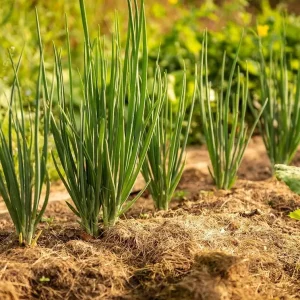 Organic White Lisbon Bunching Onion Seeds - Non-GMO Scallions, 300+ Seeds - Image 1