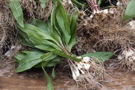 Organic Wild Ramps Bulbs - Allium tricoccum Bare Roots - Perennial Edible - Image 2