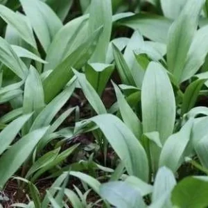 Organic Wild Ramps Bulbs - Allium tricoccum Bare Root Plants for Foraging - Image 6