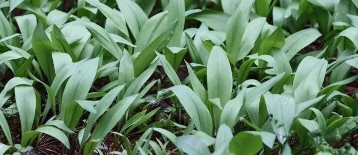 Organic Wild Ramps Bulbs - Allium tricoccum Bare Roots - Perennial Edible - Image 6