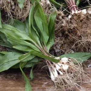 Organic Wild Ramps Bulbs Bare Root - Allium tricoccum for Planting - Image 4