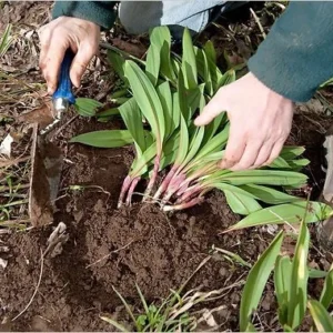 Organic Wild Ramps Bulbs Bare Root - Allium tricoccum for Planting - Image 8