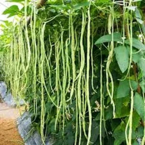 Organic Yard Long Bean Seeds - Asparagus Asian Chinese Green Vegetable Seeds - Outdoor - Image 1