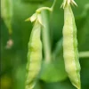 Organic Yellow Pea Sprouting Seeds - Non-GMO Heirloom Microgreens & Cover Crop - 5 lb Bulk - Image 1