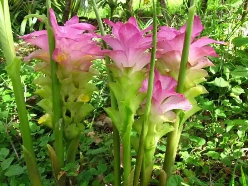 Organic Yellow Turmeric Plant - Curcuma longa Live Herb Starter Bare Root - Image 2