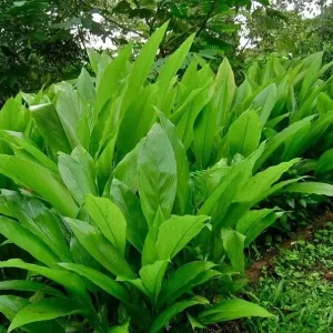 Organic Yellow Turmeric Plant - Curcuma longa Live Herb Starter Bare Root - Image 1