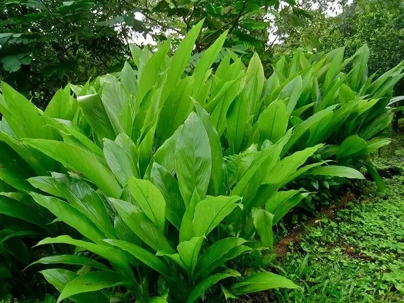 Organic Yellow Turmeric Plant - Curcuma longa Live Herb Starter Bare Root - Image 1