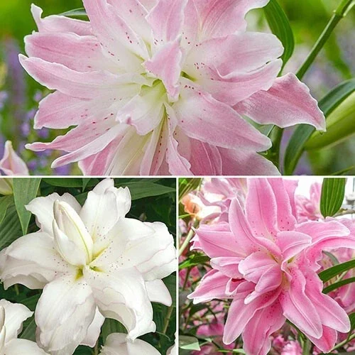 Oriental Lily Flower Bulbs - 3 Mix Double Flowers Pink & White - Perennial Outdoor - Image 2