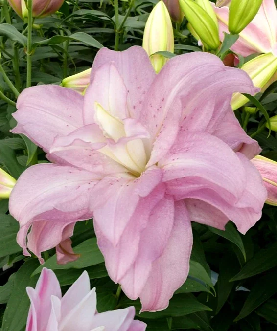 Oriental Lily Flower Bulbs - 3 Mix Double Flowers Pink & White - Perennial Outdoor - Image 6