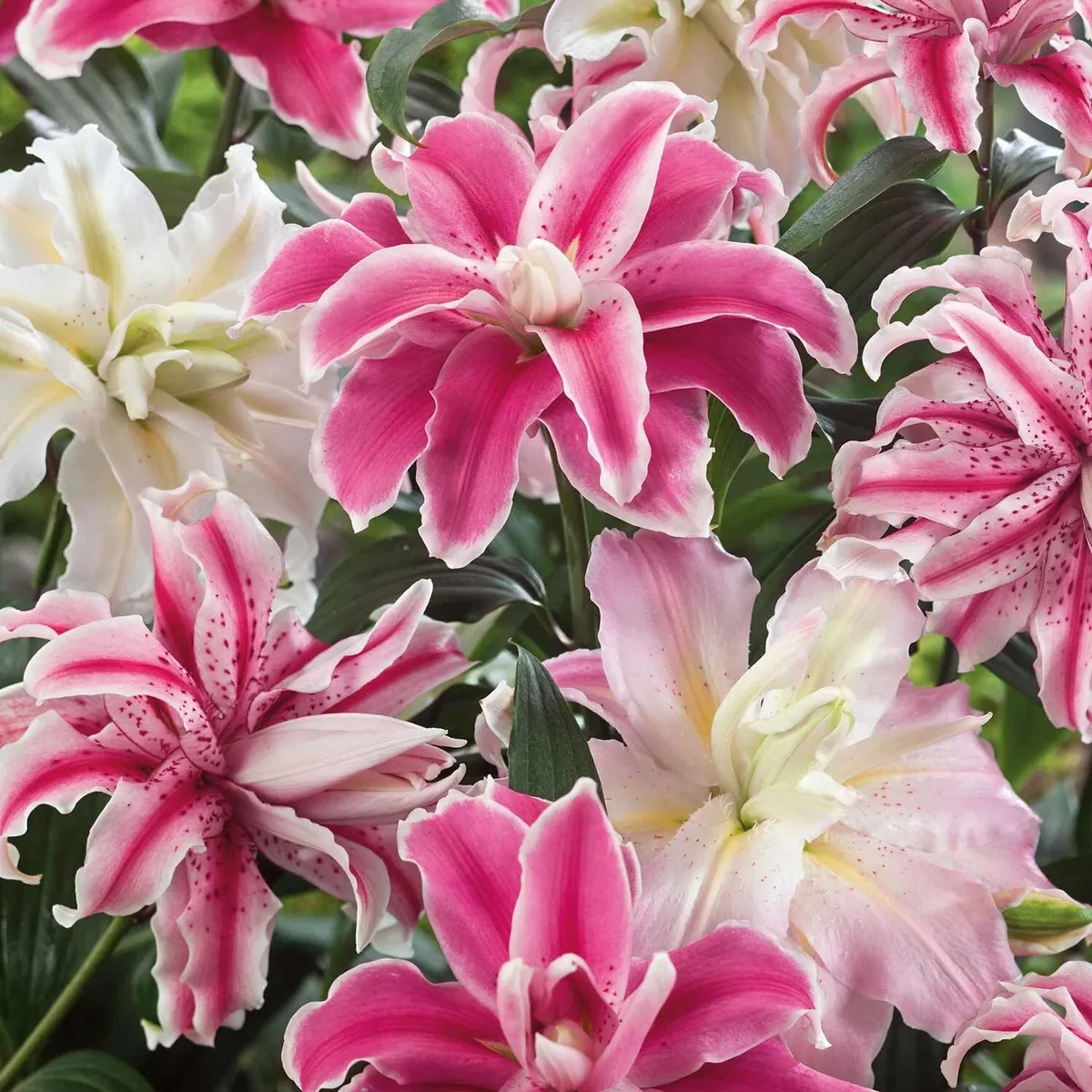 Oriental Lily Flower Bulbs - 3 Mix Double Flowers Pink & White - Perennial Outdoor - Image 8