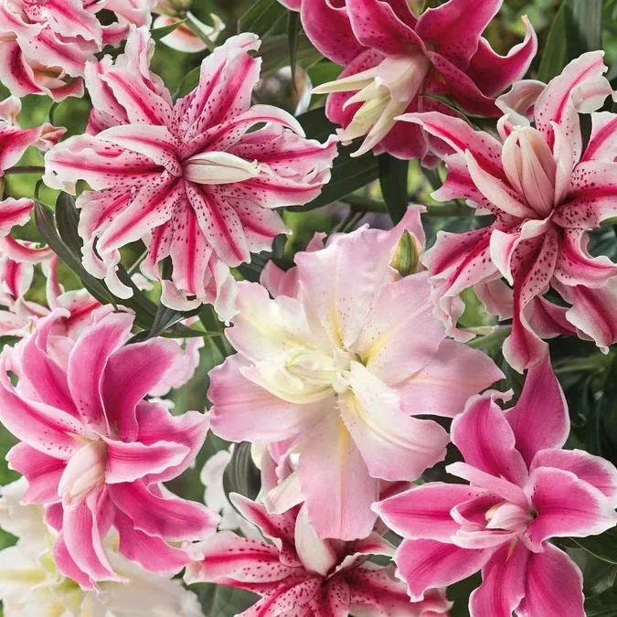 Oriental Lily Flower Bulbs - 3 Mix Double Flowers Pink & White - Perennial Outdoor - Image 1