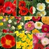 Oriental Poppy Power Mix Seeds - Perennial Papaver - USA Non-GMO - 2000 Seeds - Image 1