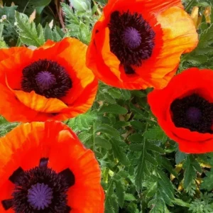 Oriental Poppy Seeds - 200+ Perennial Flower, Reddish Orange - Image 1