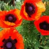 Oriental Poppy Seeds - 200+ Perennial Flower Seeds, Reddish Orange - Image 1
