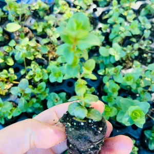 Origanum Kent Beauty Live Plant - Ornamental Oregano - Well-rooted Plug - Image 6