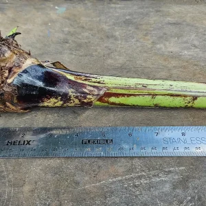 Ornamental Banana Rhizome - Musa Ornata - Tropical Plant with Pink Flowers - 1 Rhizome - Image 4