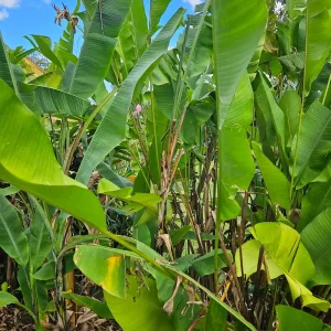 Ornamental Banana Rhizome - Musa Ornata - Tropical Plant with Pink Flowers - 1 Rhizome - Image 6