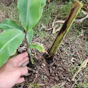Ornamental Banana Rhizome - Musa Ornata - Tropical Plant with Pink Flowers - 1 Rhizome - Image 7