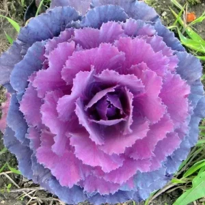 Ornamental Kale Autumn Mix Seeds - 200+ Seeds - Flowering Vegetable Cabbage, Non-GMO - Image 2