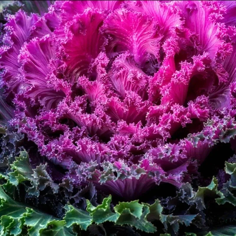 Ornamental Kale Autumn Mix Seeds - 200+ Seeds - Flowering Vegetable Cabbage, Non-GMO - Image 4