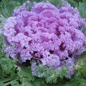 Ornamental Kale Autumn Mix Seeds - 200+ Seeds - Flowering Vegetable Cabbage, Non-GMO - Image 5