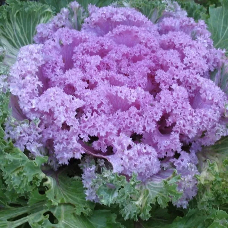 Ornamental Kale Autumn Mix Seeds - 200+ Seeds - Flowering Vegetable Cabbage, Non-GMO - Image 5