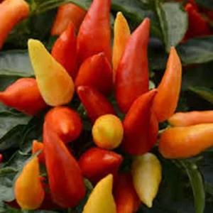 Ornamental Pepper Live Plant – Colorful Potted Half Gallon Pot - Image 2