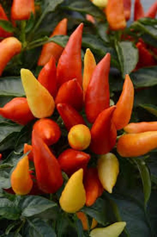 Ornamental Pepper Live Plant – Colorful Potted Half Gallon Pot - Image 2