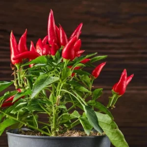 Ornamental Pepper Live Plant – Colorful Potted Half Gallon Pot - Image 3