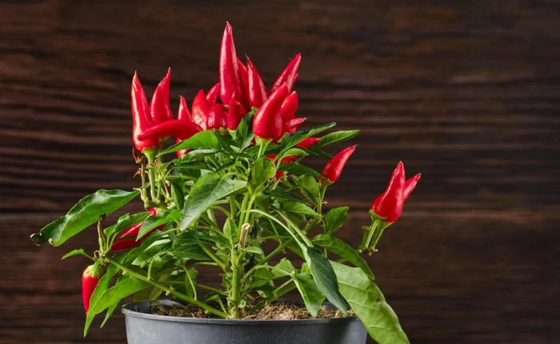 Ornamental Pepper Live Plant – Colorful Potted Half Gallon Pot - Image 3