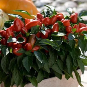 Ornamental Pepper Live Plant – Colorful Potted Half Gallon Pot - Image 4