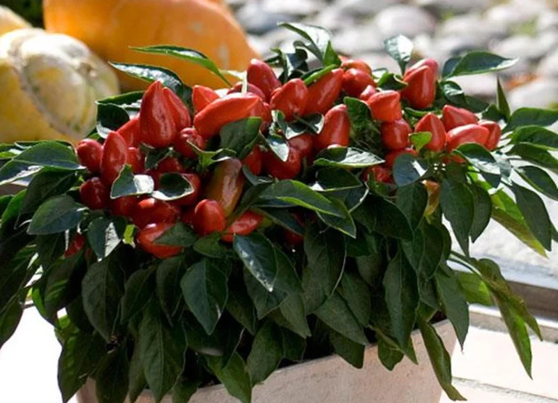 Ornamental Pepper Live Plant – Colorful Potted Half Gallon Pot - Image 4