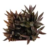 Orostachys fimbriata Succulent Plant - Live Rosette Succulent, Drought-Tolerant - Image 1