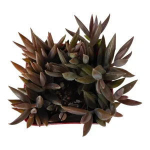 Orostachys fimbriata Succulent Plant - Live Rosette Succulent, Drought-Tolerant - Image 1