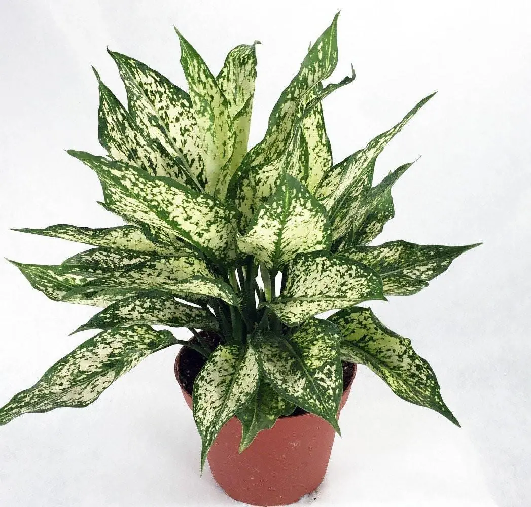 Osaka White Chinese Evergreen Plant - Aglaonema Live Plant - Low Light - 6 inch Pot - Image 2