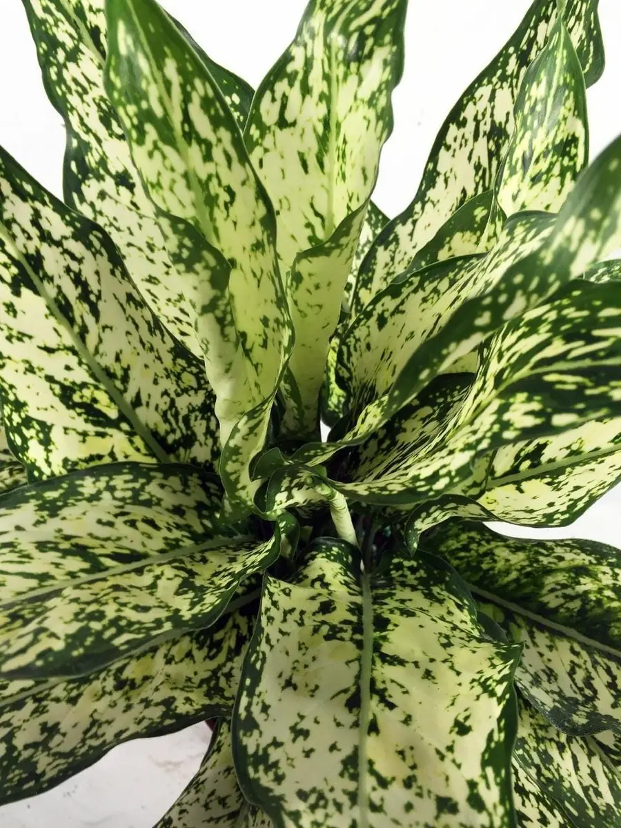 Osaka White Chinese Evergreen Plant - Aglaonema Live Plant - Low Light - 6 inch Pot - Image 1