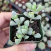Oscularia deltoides 'Pink Ice Plant' Succulent - Live Plant - Image 1