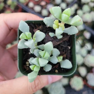 Oscularia deltoides 'Pink Ice Plant' Succulent - Live Plant - Image 2