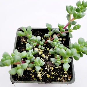 Oscularia deltoides 'Pink Ice Plant' Succulent - Live Plant - Image 3