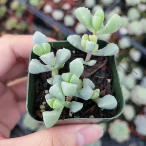 Oscularia deltoides 'Pink Ice Plant' Succulent - Live Plant - Image 1