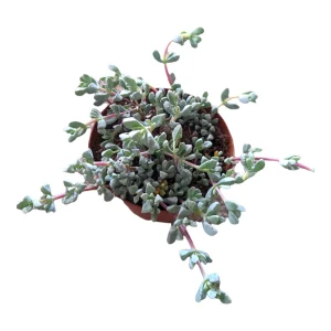 Oscularia deltoides 'Pink Ice Plant' Succulent - Live Plant - Image 5