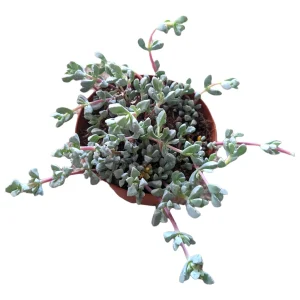 Oscularia deltoides 'Pink Ice Plant' Succulent - Live Plant - Image 6