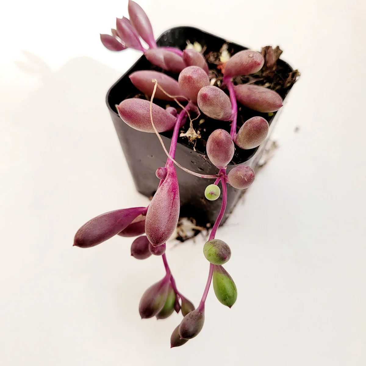 Othonna Capensis 'Ruby Necklace' Live Trailing Succulent Plant - Image 1