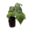 Ouachita Blackberry Plant - Thornless Bare Root Plugs - 1-Year-Old - Mid-Season Berries - Image 1